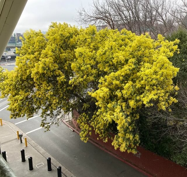 It is frequently used as an attractive landscaping plant, but it will quickly multiply and take over.