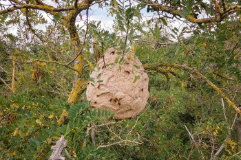 Asian hornet vespa velutina invasive species nest in a tree