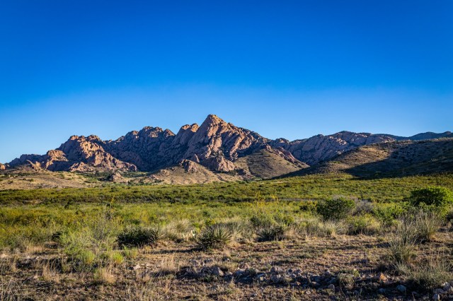 Deforestation has been identified as one of the threats to their survival, while construction on the border wall in the U.S. has raised fears that their recovery could be impeded.