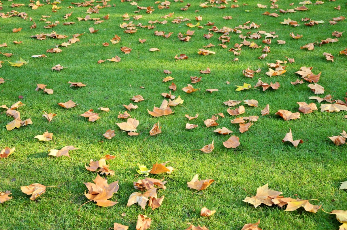 "Leaves feed the lawn; not kill it."