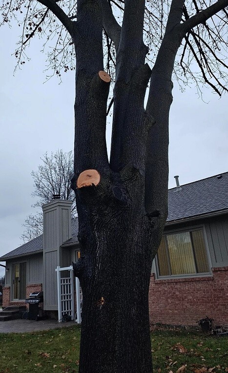 Homeowner devastated after neighbor trespasses, butchers tree: 'She has ...