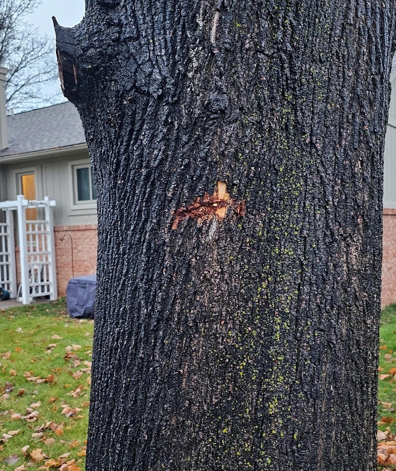 Homeowner devastated after neighbor trespasses, butchers tree: 'She has ...