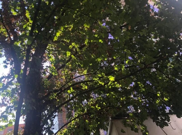 "If trees had dreams, this would be nightmare fuel."
