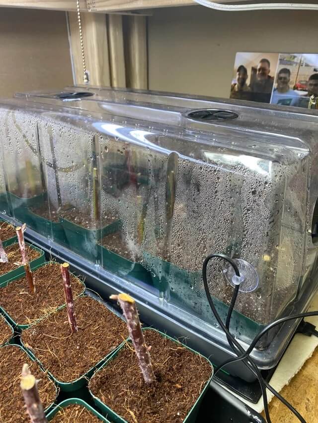 Gardener devises clever method to jumpstart garden amid cold winter