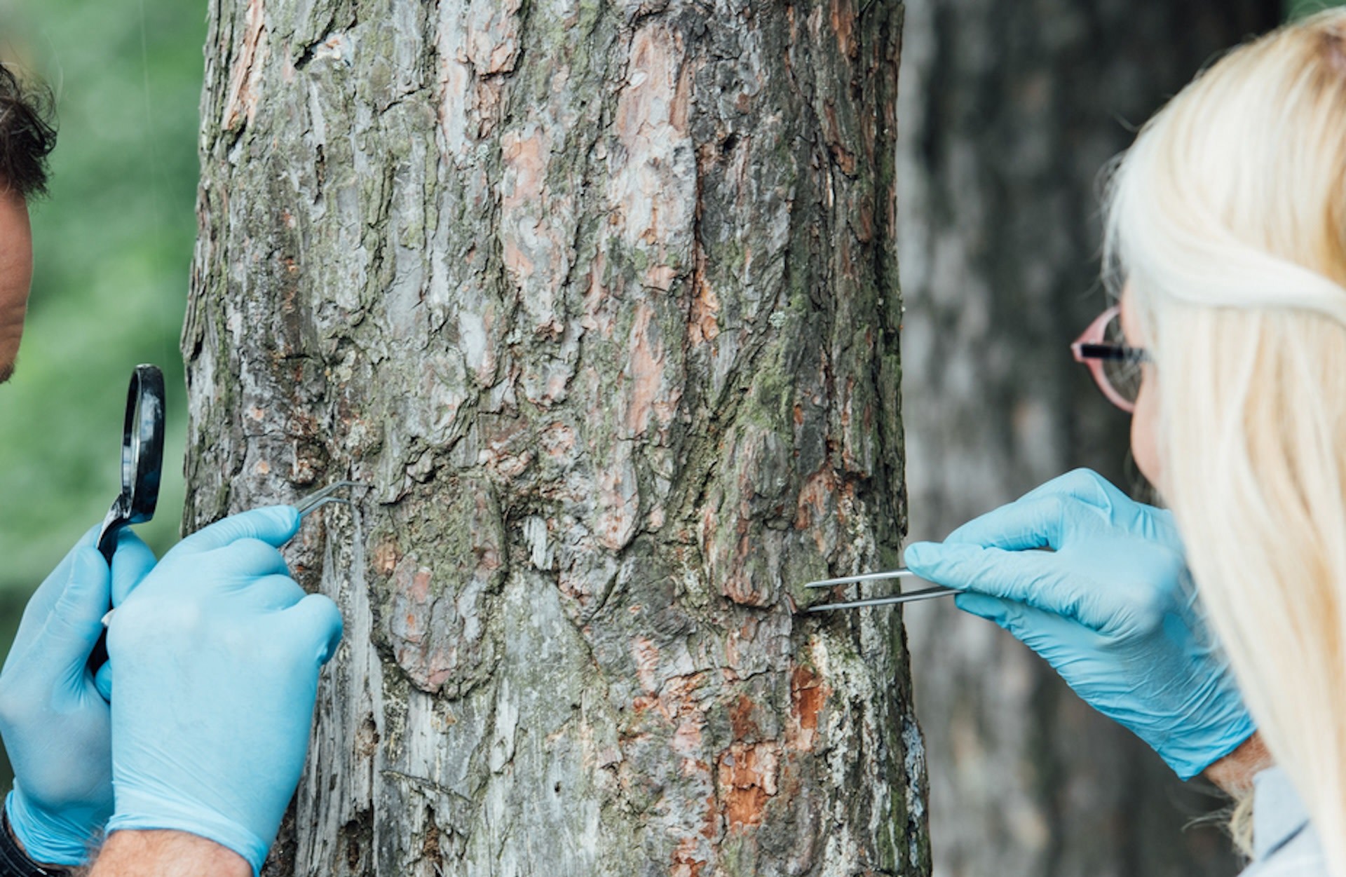 Microdrilling Tree Scientists find profound evidence after drilling deep into centuries ...