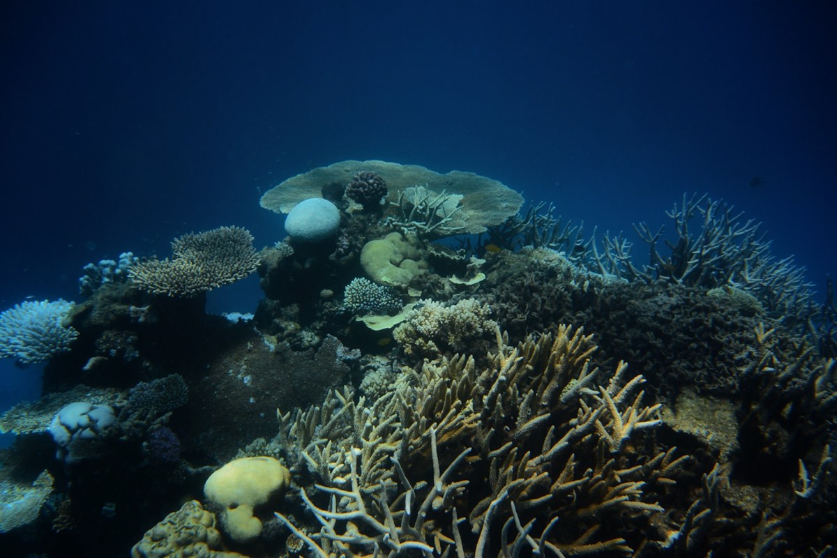 The Australian government is preparing a UNESCO progress report on its reef conservation plans.