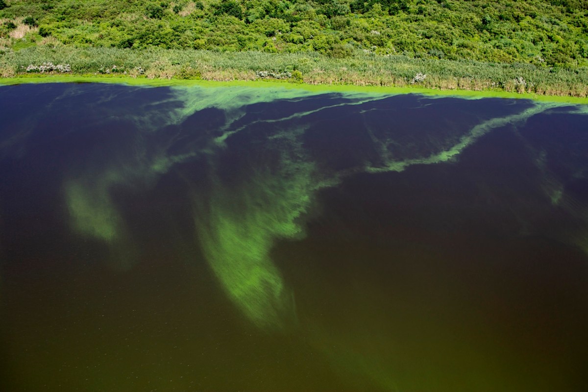 The toxic algal blooms are known to cause lung infections and neurological disorders, making the water dangerous for humans and animals alike.