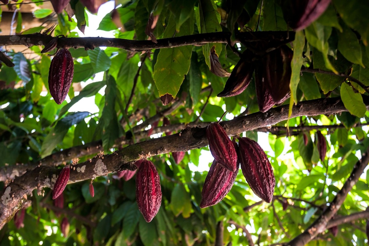 Surging costs of cocoa have yet to deter consumers from purchasing chocolate, but experts expect this to change soon.