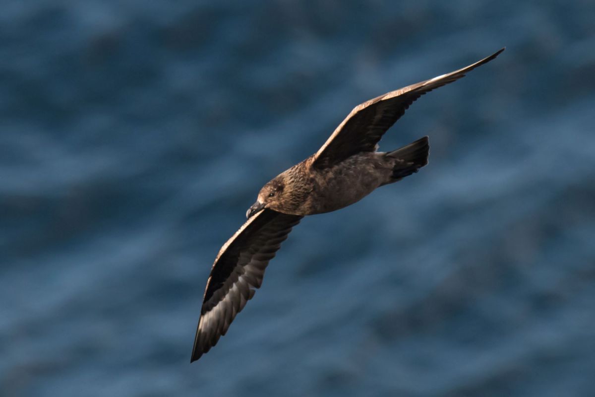 "One of the biggest immediate conservation threats faced by multiple seabird species."