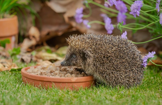 "The recent surge in hedgehog sightings is a positive indication that we're making progress in coexisting with nature."