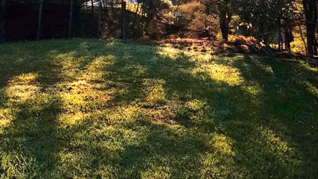 Native plant lawns offer numerous benefits for your wallet and the planet.