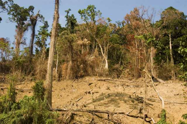 To avert this looming disaster, concerted efforts must be made to enforce existing laws and policies aimed at safeguarding natural habitats.