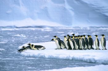 The discovery, published in Antarctic Science, brings the total number of known colonies to 66.