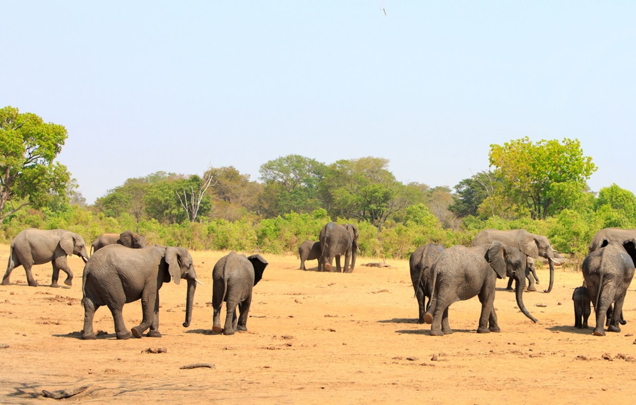 The death of these elephants underscores the urgent need to address the escalating drought problem and its devastating impact on biodiversity and ecosystems.