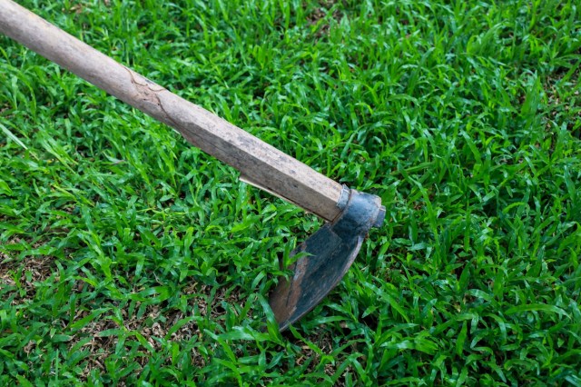 It seems flower-filled lawns are starting to take root.