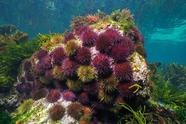 "Most of the Earth's biosphere, 99% of all livable space on our planet, is under water."