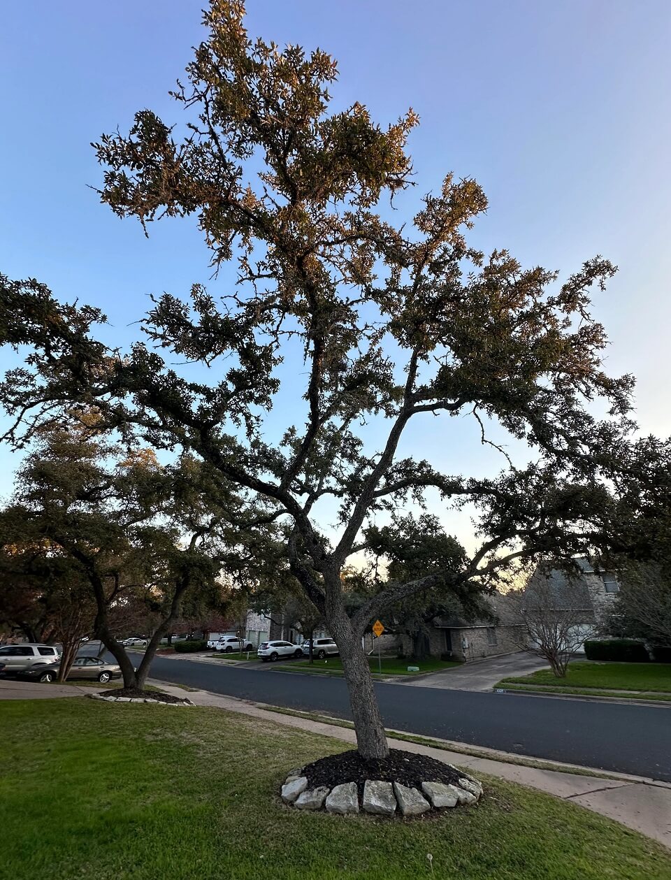 Homeowner shares progress photos after rescuing tree from landscaping ...