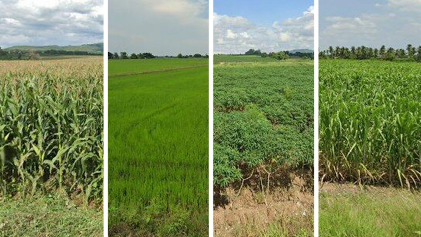 The new technique is one of many ways scientists are helping to create food systems that can adapt to the challenges of a warming world.