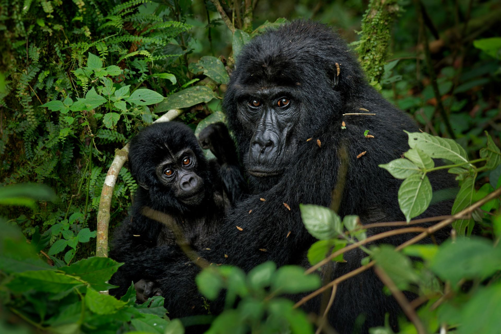 Renowned scientist uses unorthodox method to save endangered gorilla Renowned scientist uses unorthodox method to save endangered gorilla