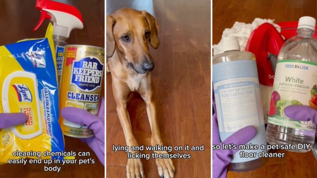 "Cleaning chemicals can easily end up in your pet's body since they're always eating off the floors, lying and walking on it, and licking themselves."