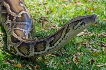 "Every python removed is one less python to harm our native species."