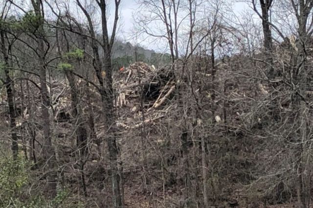 "My trees are dying. All of them are dying or falling or dead!"