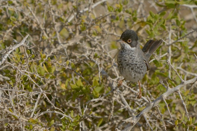 Organized trappers are making huge sums of money while facing minimal risk.