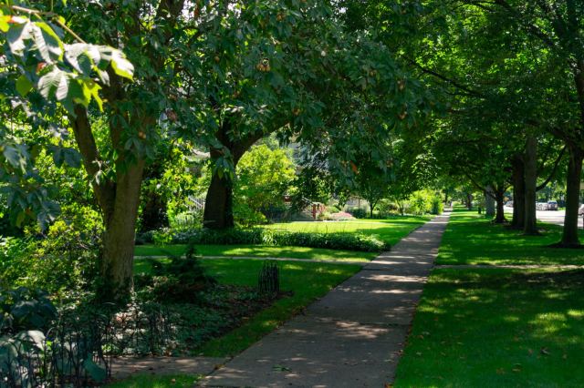 Trees often need corrective action to repair the potentially unresolvable problem this resident is facing.