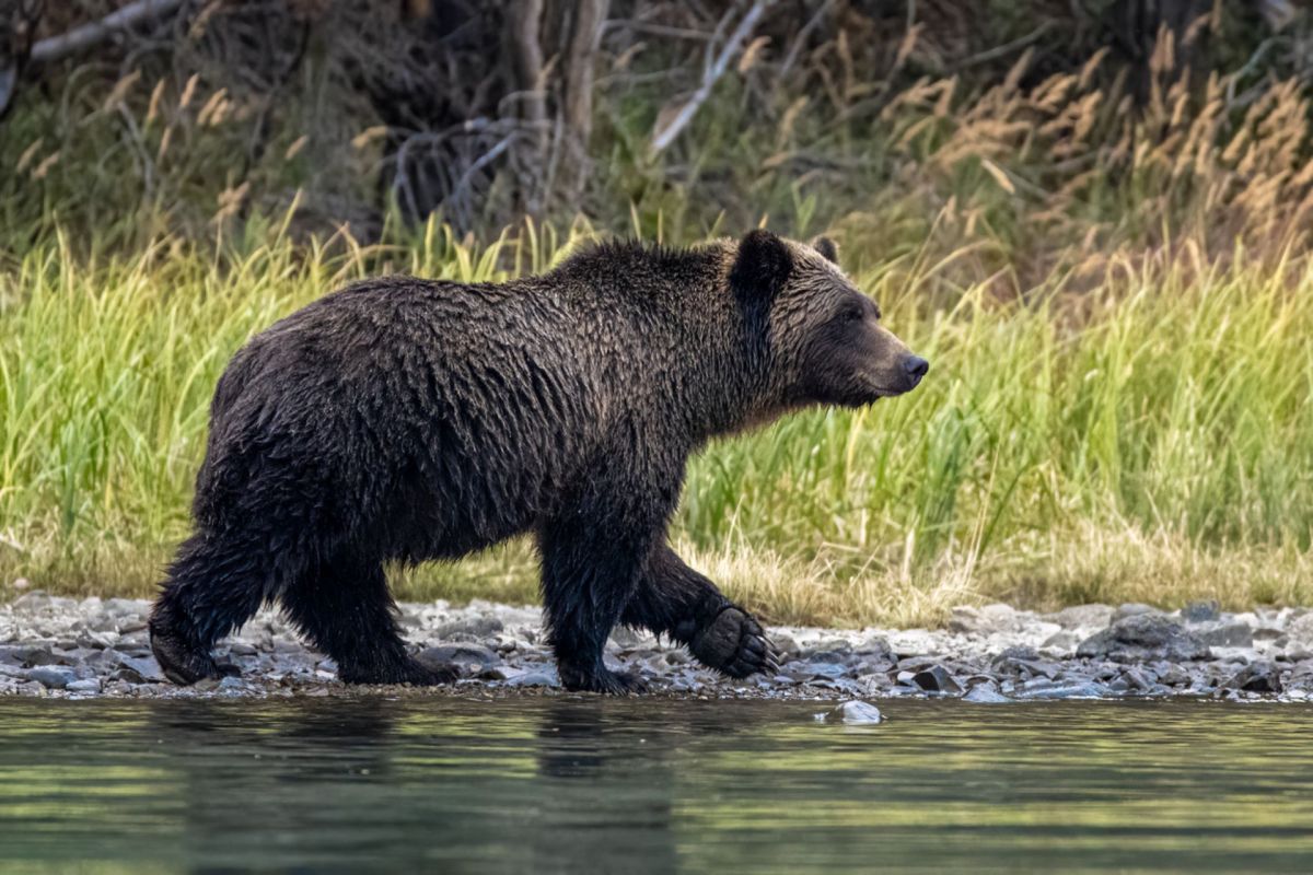 "We have grizzly bears being killed at probably two to three times the rate they were 20 years ago."