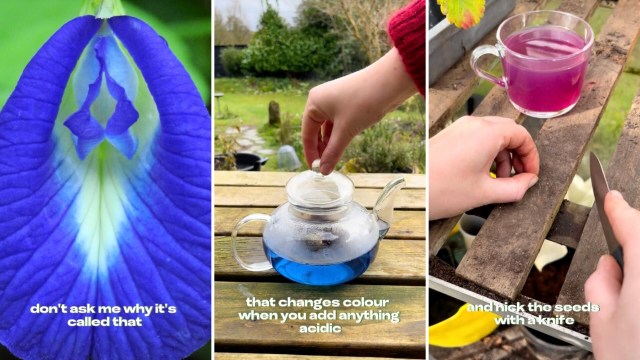 "It was a purpley blue colour and tasted like pineapple."