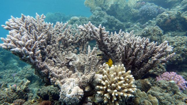"It's possible to restore even very damaged reefs back to healthy, functional systems within relatively short periods of time."