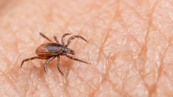 The research is especially crucial now, as Lyme disease is one of the vector-borne diseases that are on the rise because of changing weather patterns.