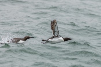 "If you see a seabird on land, odds are it means they're extremely unwell."