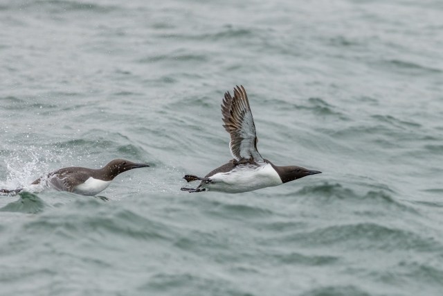 "If you see a seabird on land, odds are it means they’re extremely unwell."