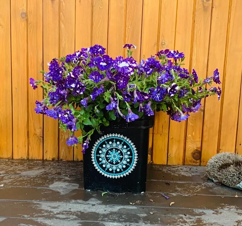 Home gardener shows off impressive method to repurpose old cat litter containers 'You would