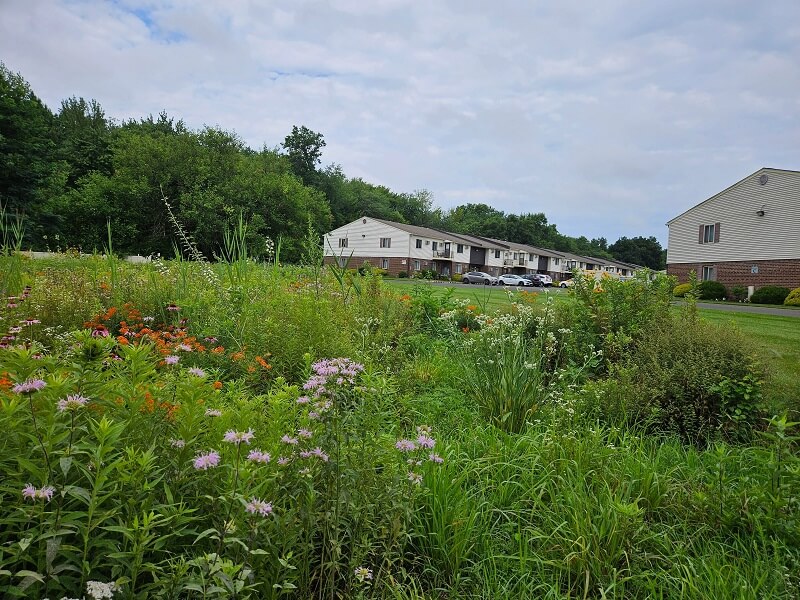 View of Professional landscaper shares 'amazing' photos after saving meadows at ...