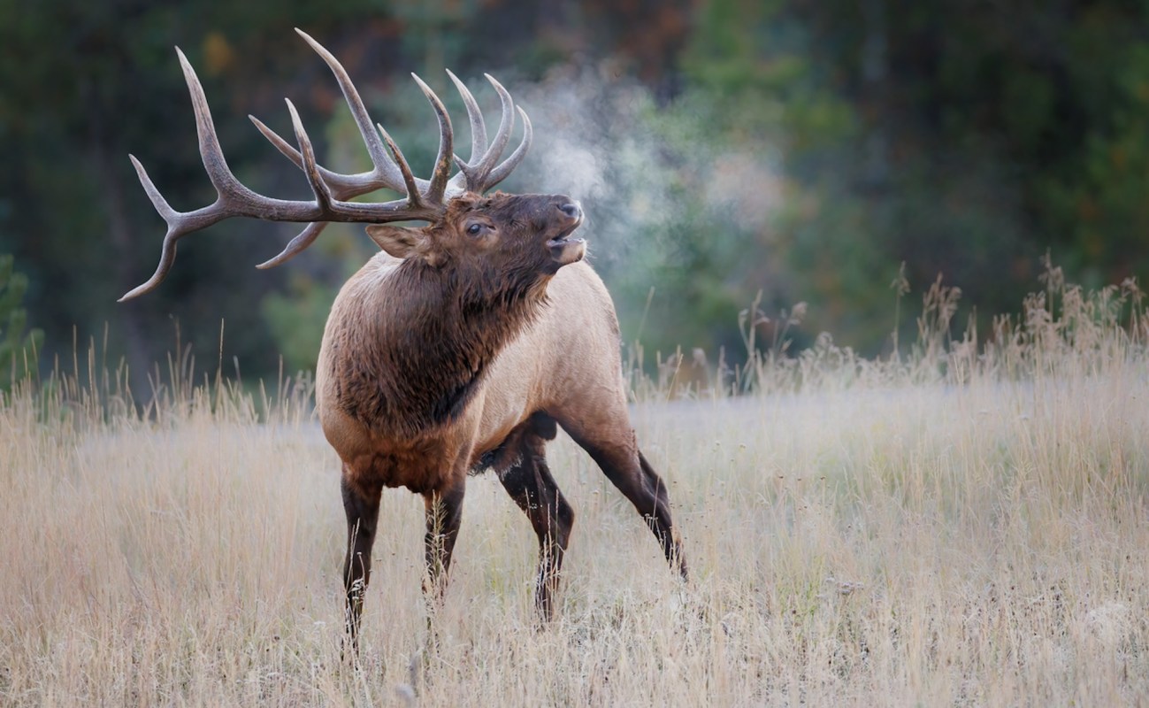 “That elk had a poker face until the end!”