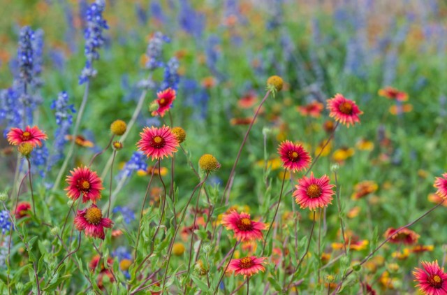 "So happy to see a HOA president engage in these kinds of lovely projects."