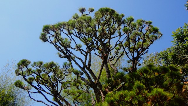 Invasive plant species can wreak havoc on any ecosystem, and a large number of them have been introduced to the United States over the years.