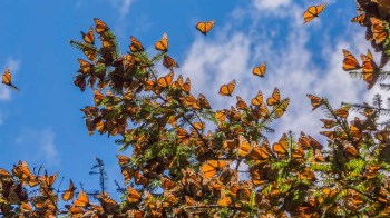 Losing the unique and iconic monarch butterfly would be a tragedy, to be sure. But this isn't just about one species.