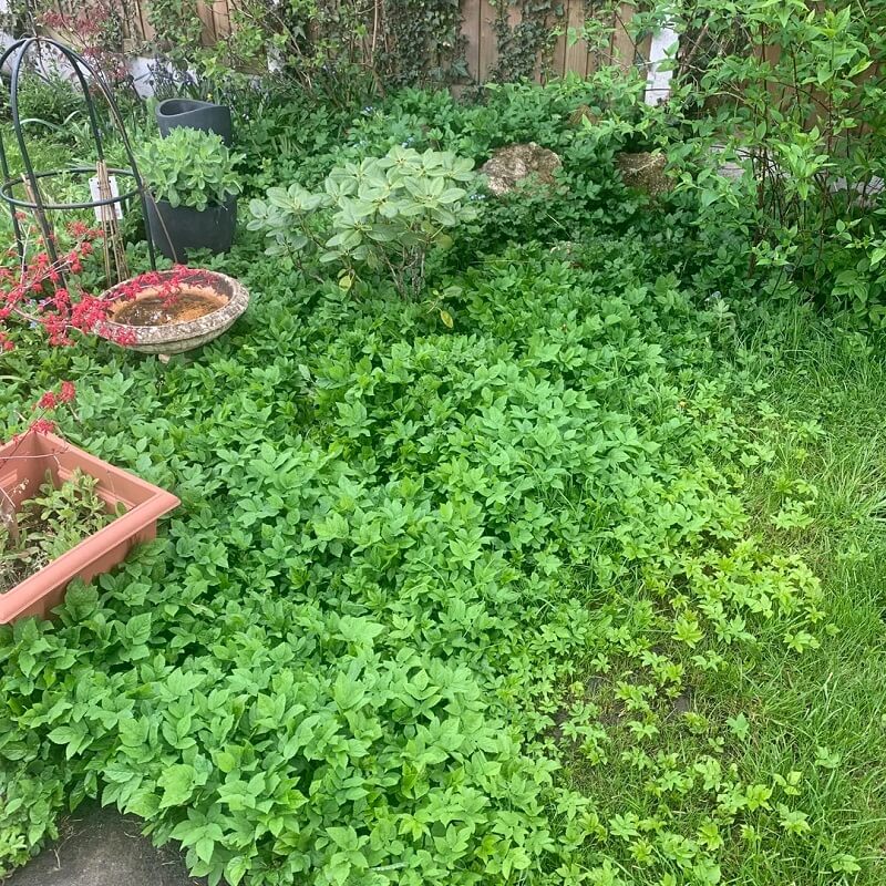 "Don't bother trying weedkiller."