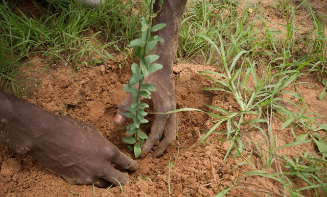 Now one environmental association is reforesting the area that offered safe shelter to thousands upon arrival.