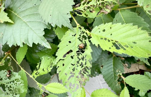 "If the Japanese beetle were to establish in Washington, it would pose a serious threat to gardens, parks, and farms."