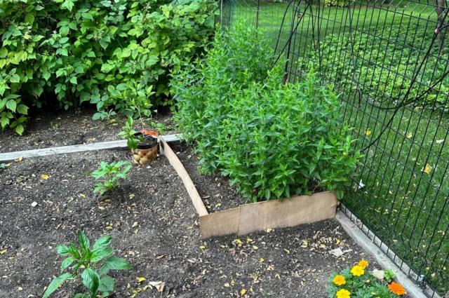 "Found out it's in the mint family and immediately dug it back up and put it in a pot."
