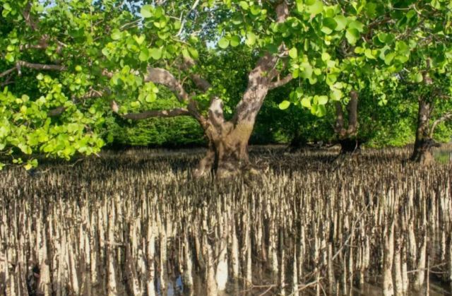 "Mangroves are magical forests where we discover nature's secrets."