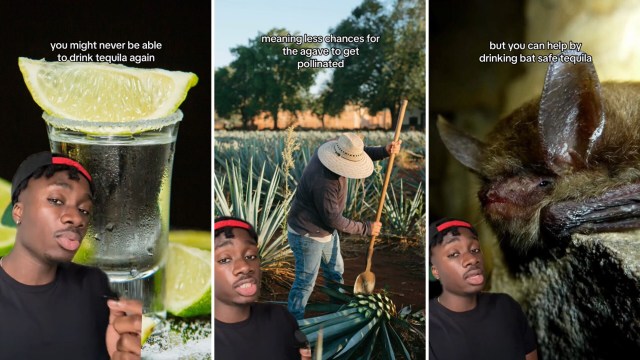 "You might never be able to drink tequila again."