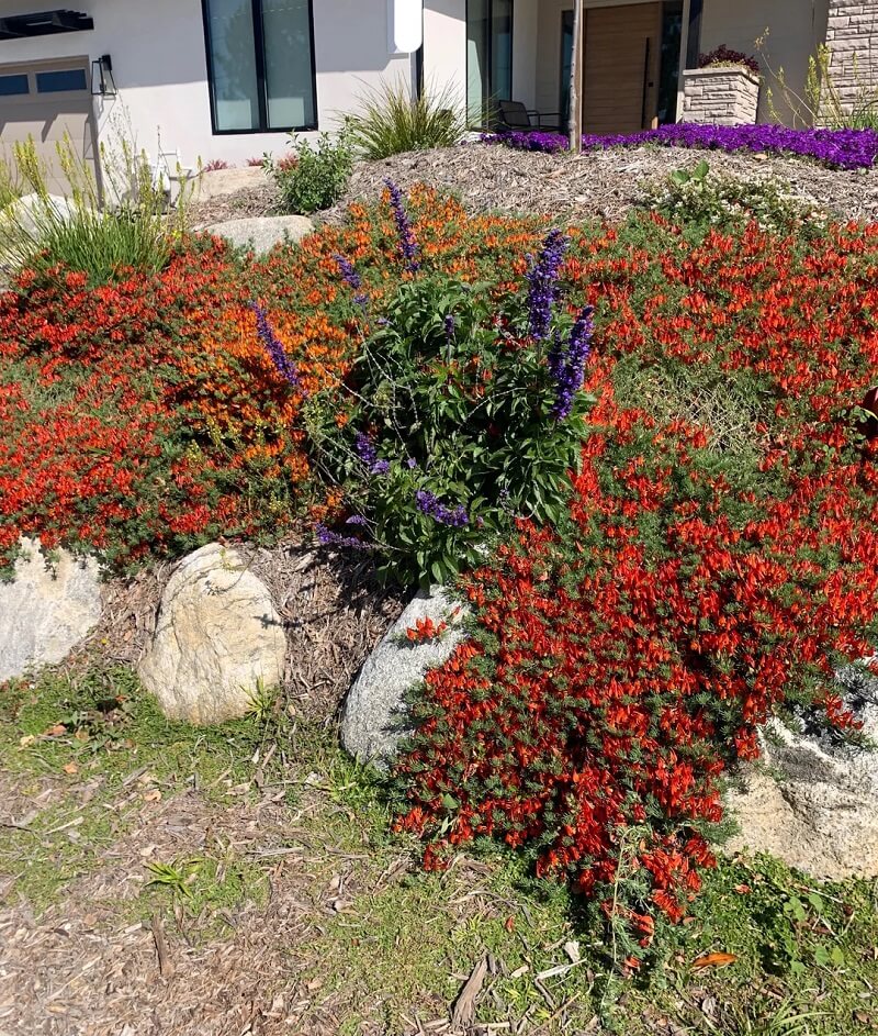 "I want to live in the house across the street so I can look out my windows to see this lovely garden."