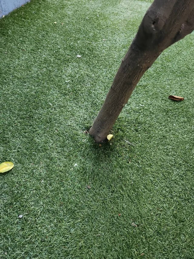 This situation highlights the consequences of prioritizing low-maintenance landscaping over the health of living plants.