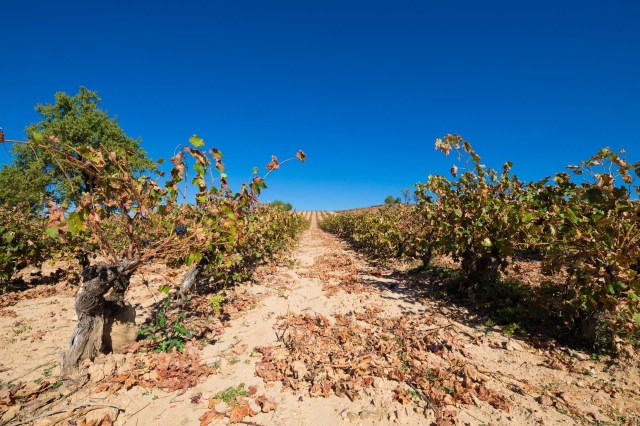 Researchers said that while producers can adapt to the changing climate to a certain extent, it may not be enough to stay in business.