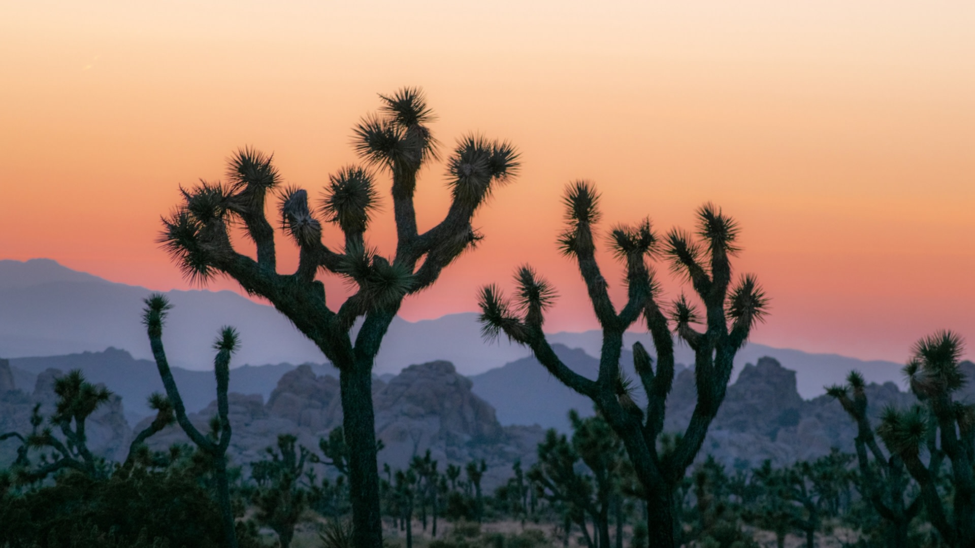 Conservationists use unlikely helpers to save iconic Joshua trees from ...